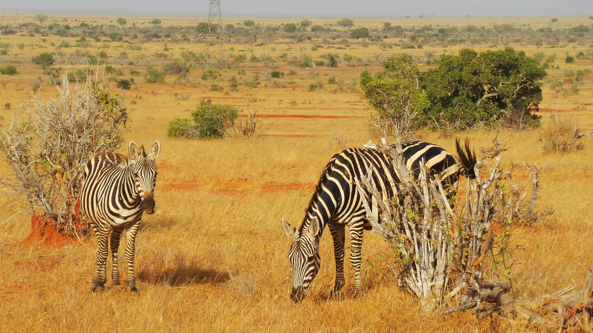 Aktive Safaris | Kenya safaris, East Africa Tour Operators, Mombasa Safaris, Nairobi Safaris
