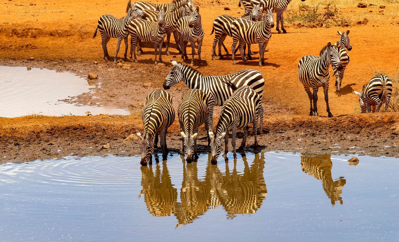 Aktive Safaris | Kenya safaris, East Africa Tour Operators, Mombasa Safaris, Nairobi Safaris
