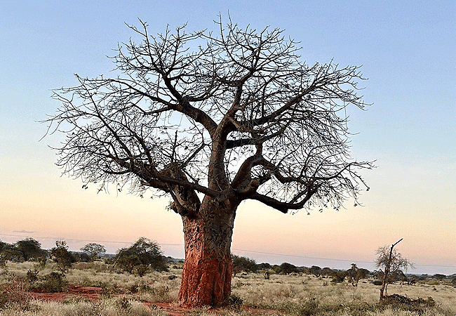 Aktive Safaris | Kenya safaris, East Africa Tour Operators, Mombasa Safaris, Nairobi Safaris