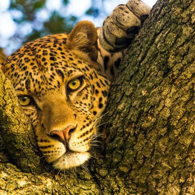 wildilife-safari