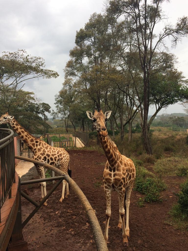 Aktive Safaris | Kenya safaris, East Africa Tour Operators, Mombasa Safaris, Nairobi Safaris
