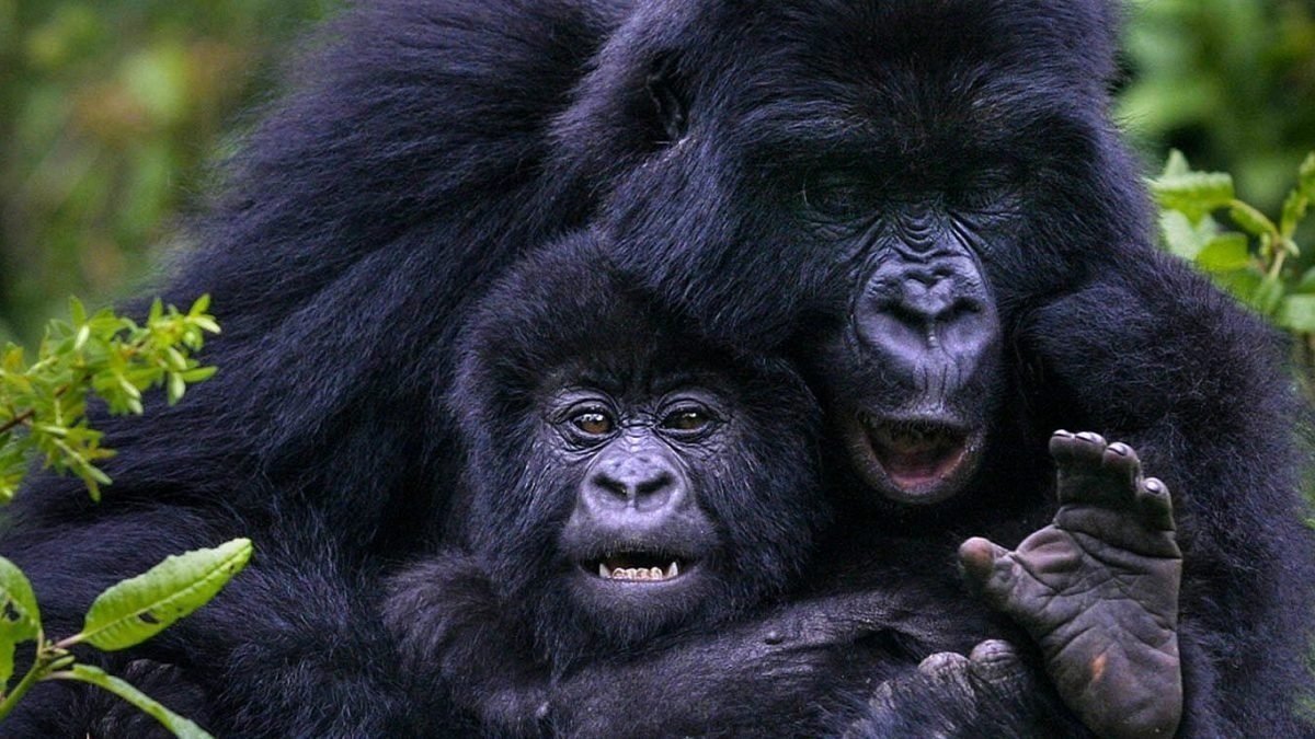 Aktive Safaris | Kenya safaris, East Africa Tour Operators, Mombasa Safaris, Nairobi Safaris