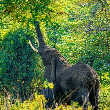 ELEPHANTS