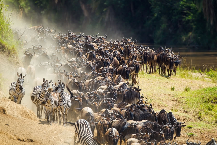 Aktive Safaris | Kenya safaris, East Africa Tour Operators, Mombasa Safaris, Nairobi Safaris