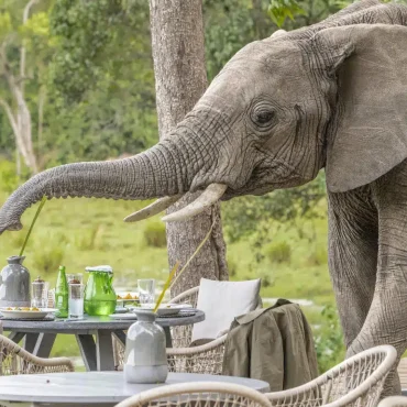 Safari-Frank-Little-Governors-Camp-Kenya-Masai-Mara18-1920x1080-1