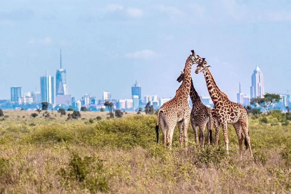 Aktive Safaris | Kenya safaris, East Africa Tour Operators, Mombasa Safaris, Nairobi Safaris
