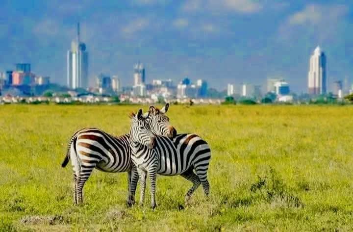 Aktive Safaris | Kenya safaris, East Africa Tour Operators, Mombasa Safaris, Nairobi Safaris