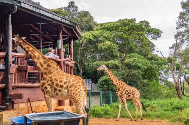 Aktive Safaris | Kenya safaris, East Africa Tour Operators, Mombasa Safaris, Nairobi Safaris
