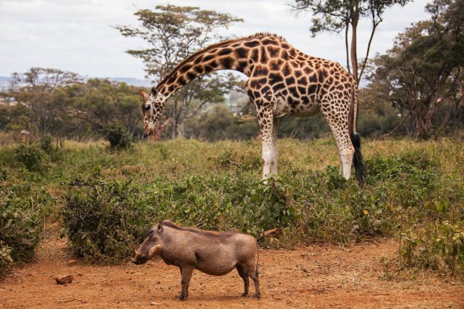 Aktive Safaris | Kenya safaris, East Africa Tour Operators, Mombasa Safaris, Nairobi Safaris