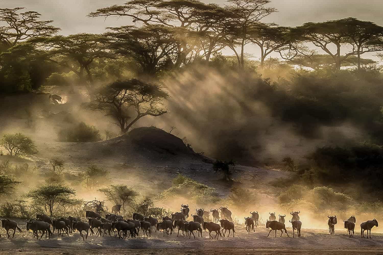 Aktive Safaris | Kenya safaris, East Africa Tour Operators, Mombasa Safaris, Nairobi Safaris