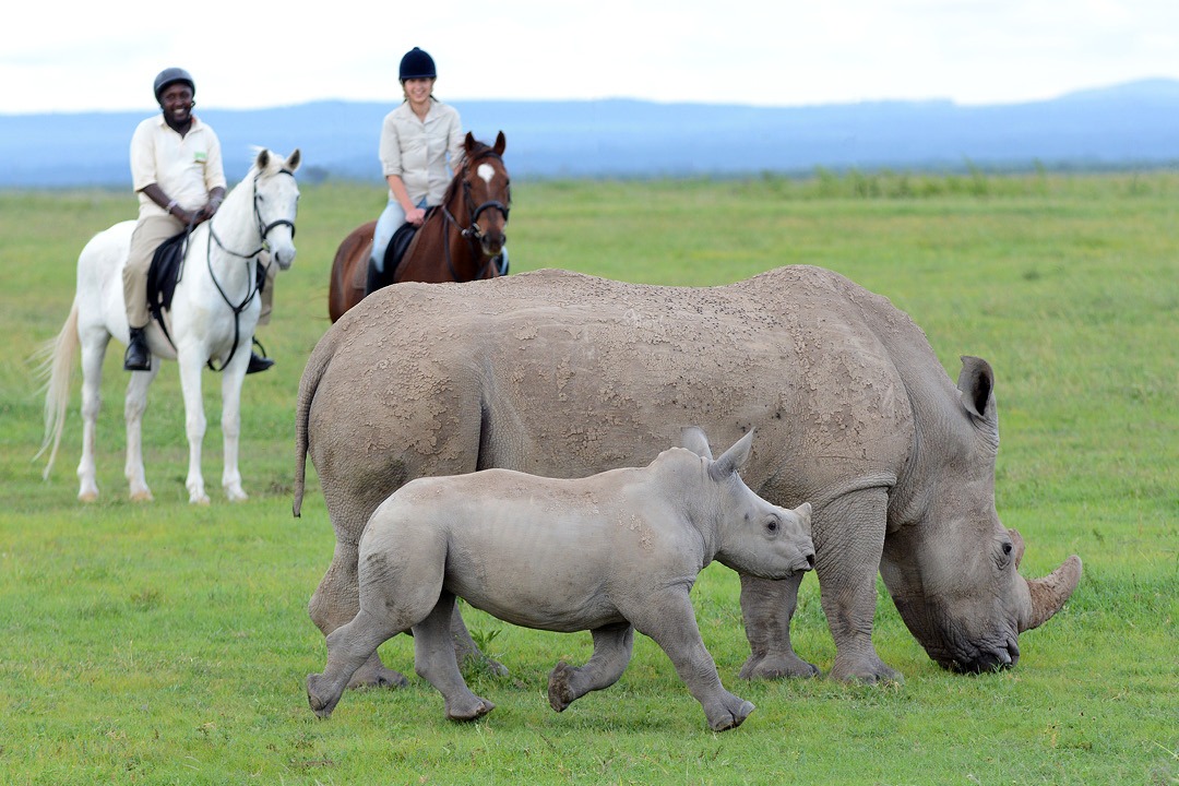 Aktive Safaris | Kenya safaris, East Africa Tour Operators, Mombasa Safaris, Nairobi Safaris