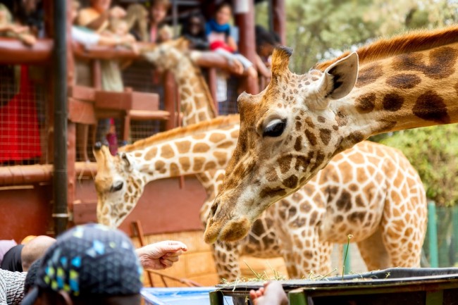 Aktive Safaris | Kenya safaris, East Africa Tour Operators, Mombasa Safaris, Nairobi Safaris