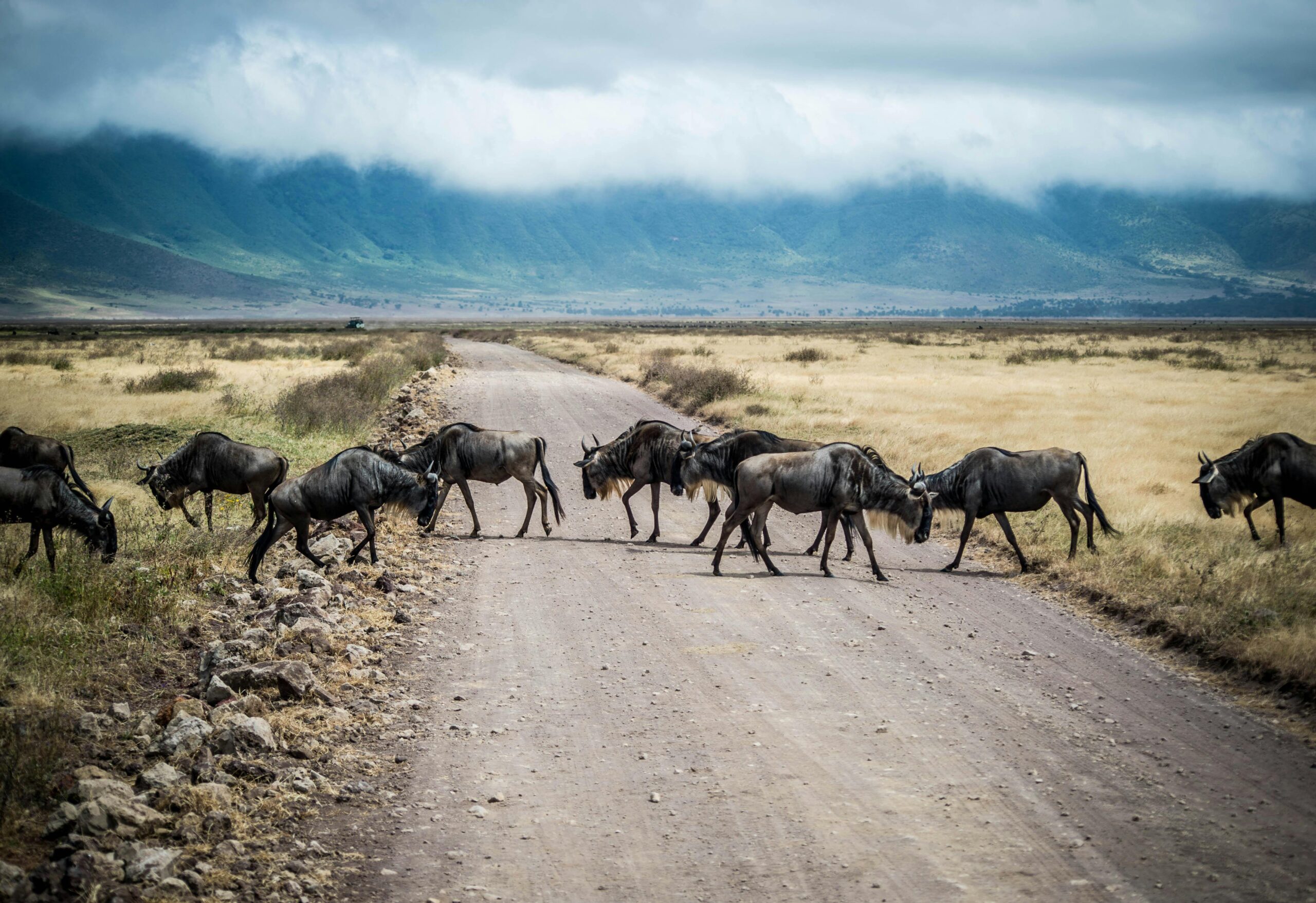 Aktive Safaris | Kenya safaris, East Africa Tour Operators, Mombasa Safaris, Nairobi Safaris