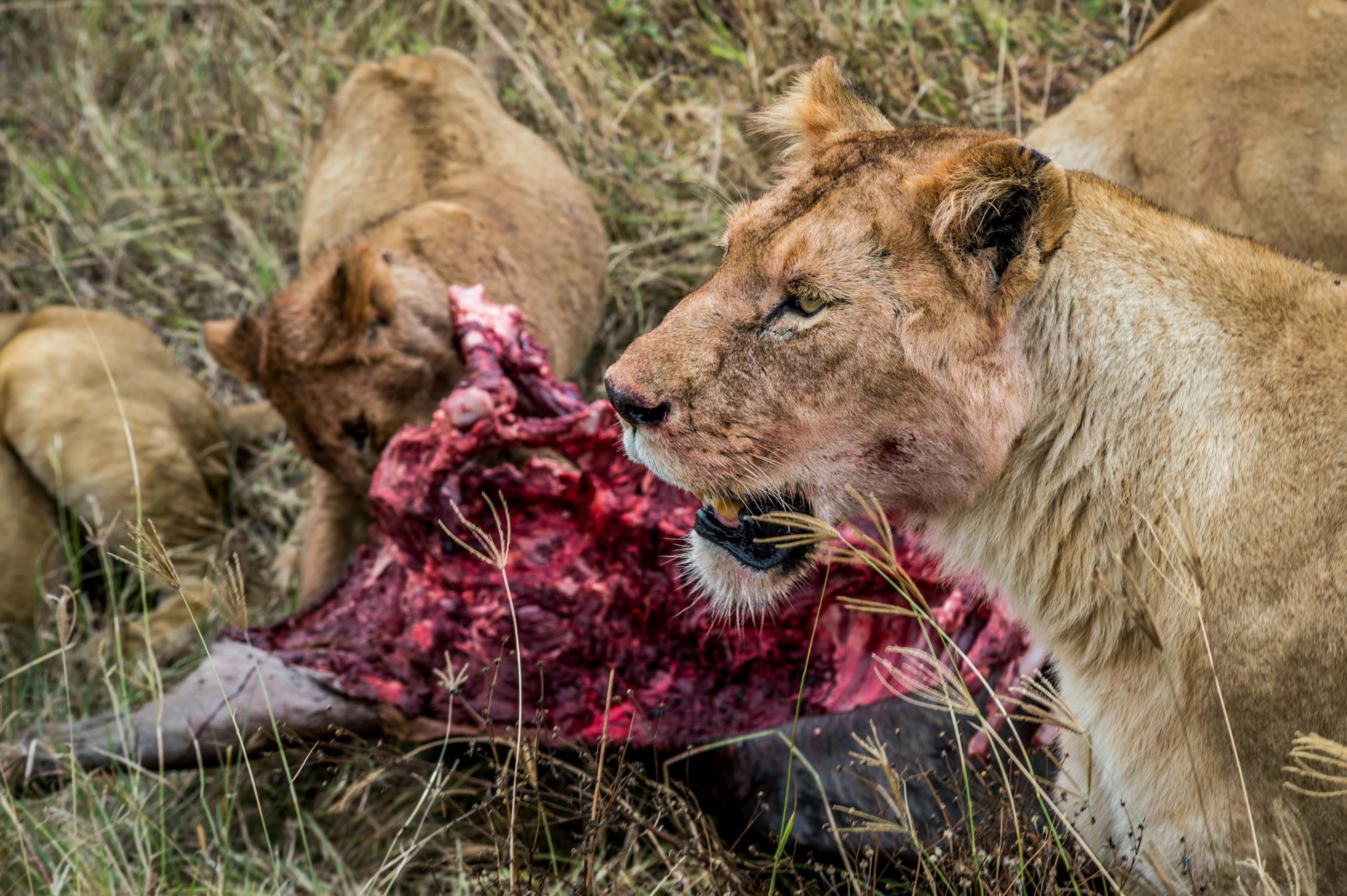 Aktive Safaris | Kenya safaris, East Africa Tour Operators, Mombasa Safaris, Nairobi Safaris