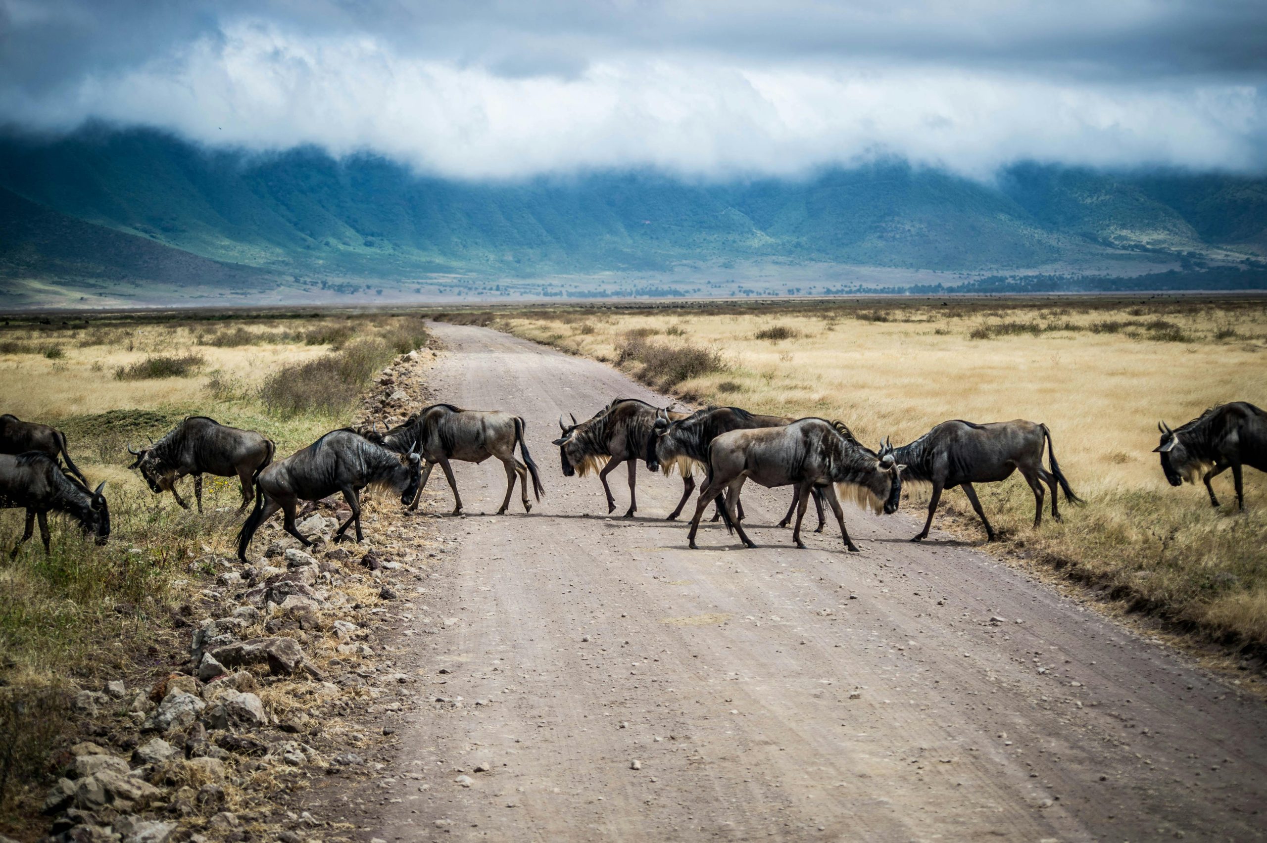 Aktive Safaris | Kenya safaris, East Africa Tour Operators, Mombasa Safaris, Nairobi Safaris