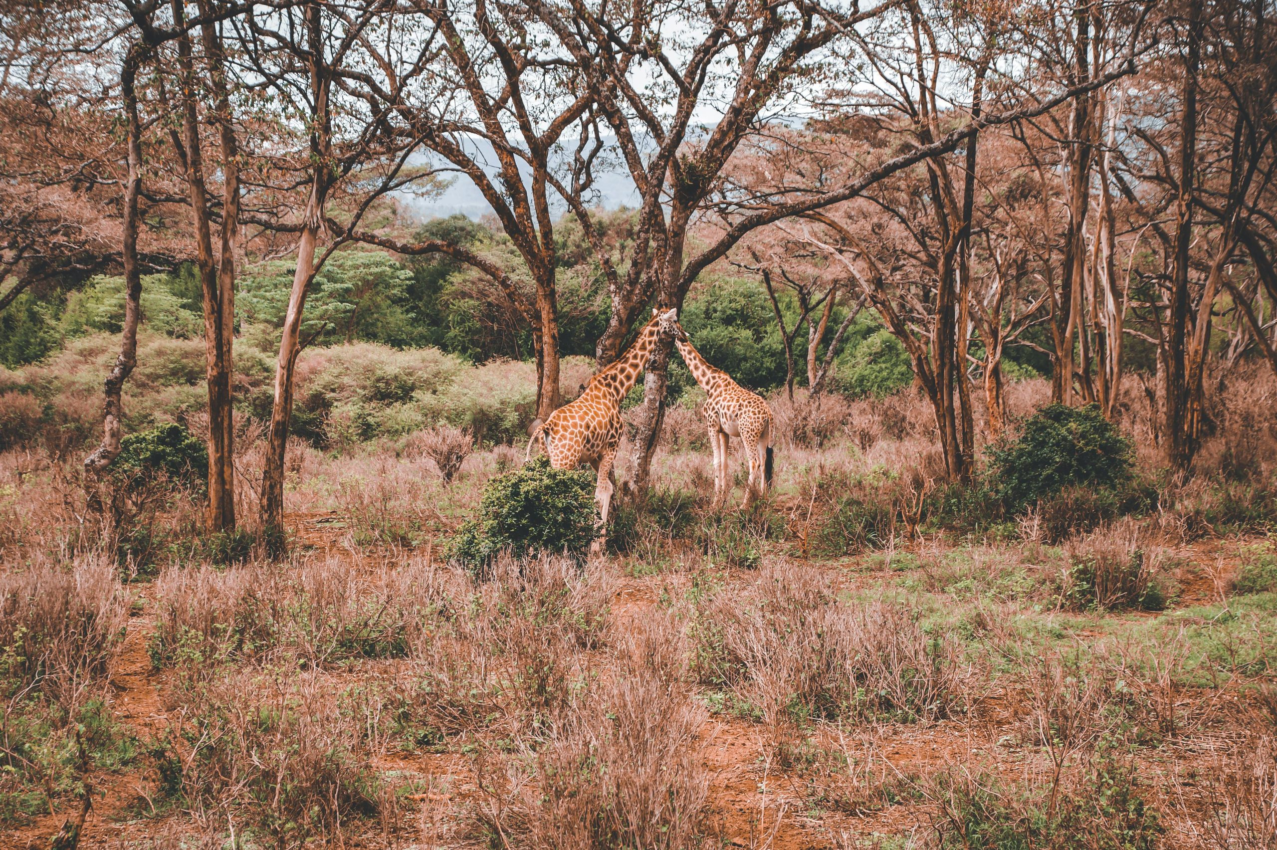 Aktive Safaris | Kenya safaris, East Africa Tour Operators, Mombasa Safaris, Nairobi Safaris
