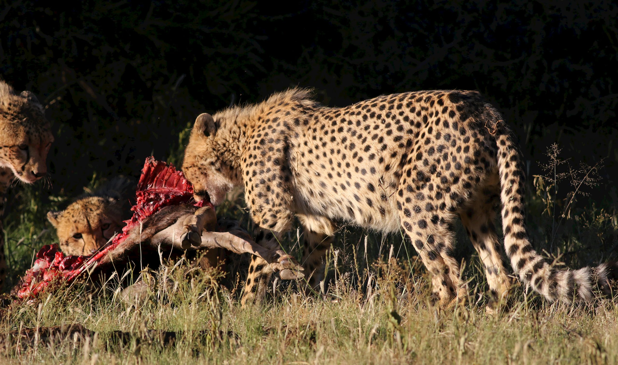 Aktive Safaris | Kenya safaris, East Africa Tour Operators, Mombasa Safaris, Nairobi Safaris