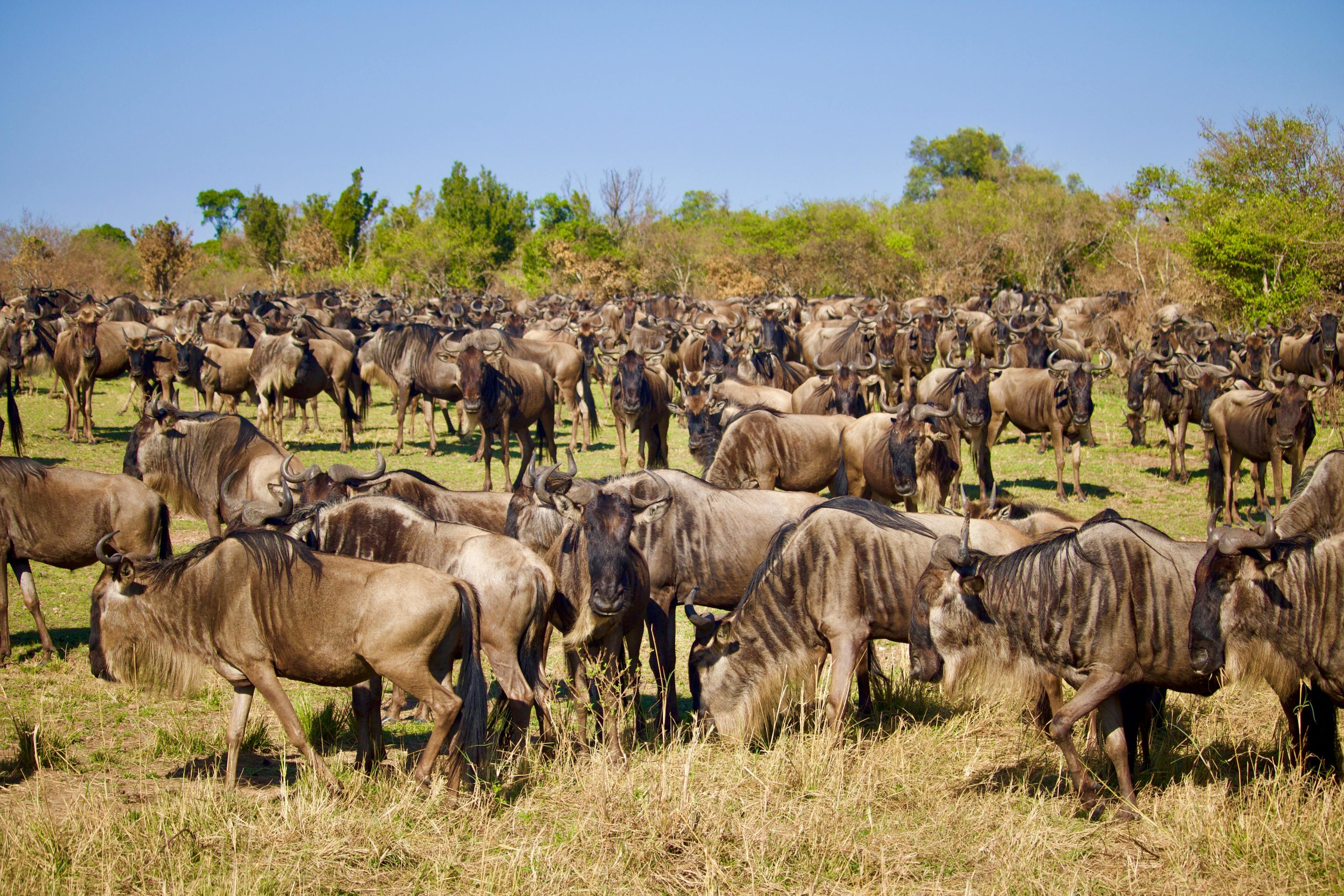 Aktive Safaris | Kenya safaris, East Africa Tour Operators, Mombasa Safaris, Nairobi Safaris