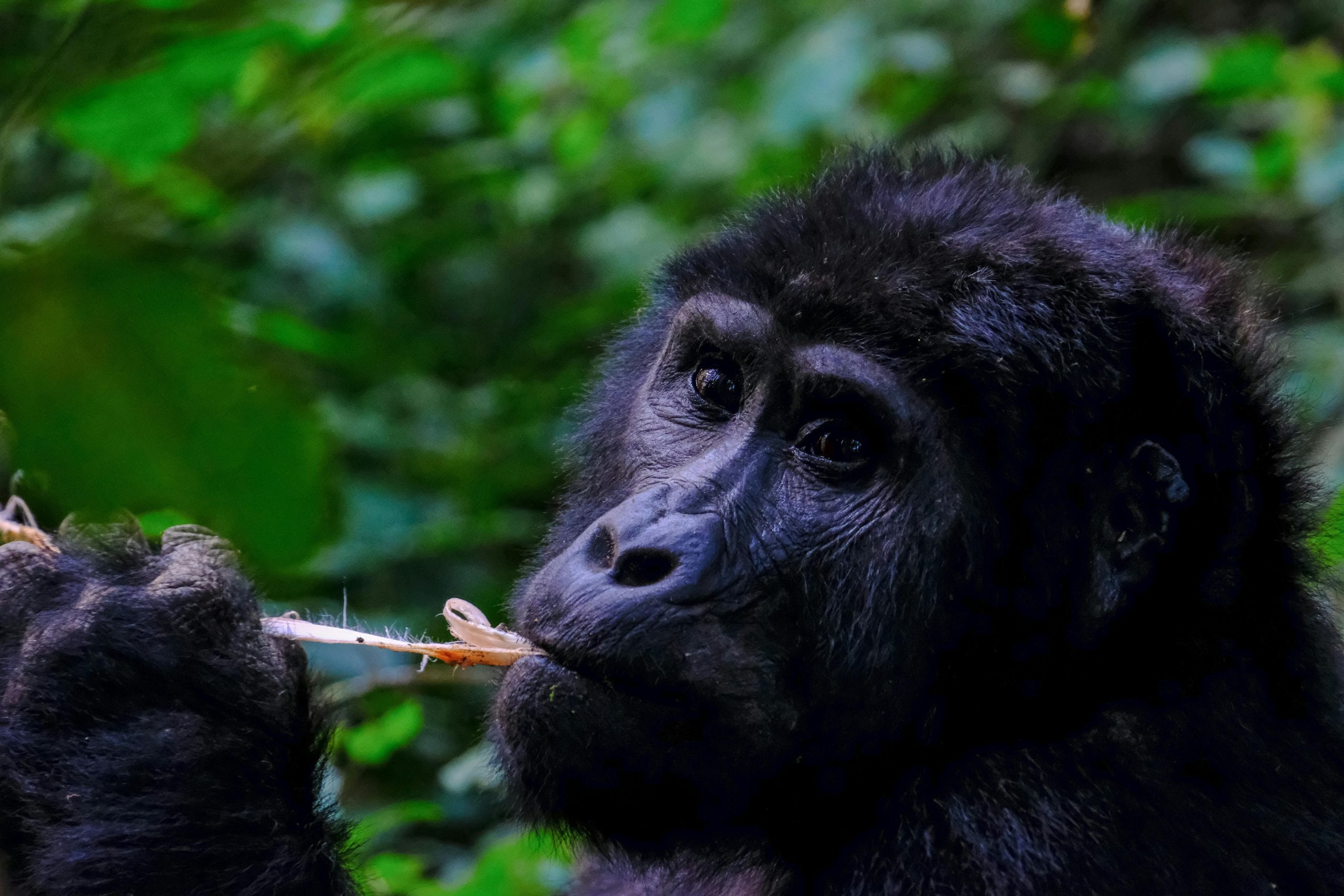 Aktive Safaris | Kenya safaris, East Africa Tour Operators, Mombasa Safaris, Nairobi Safaris