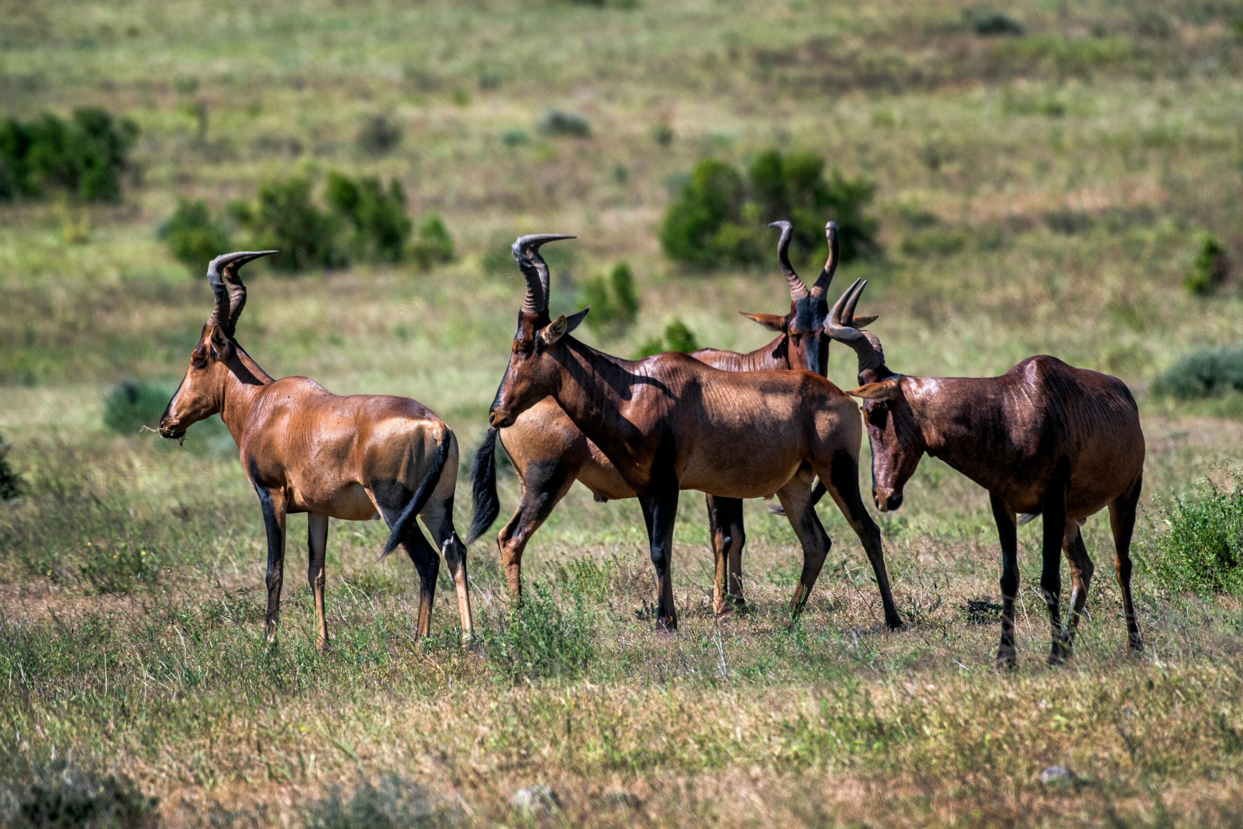 Aktive Safaris | Kenya safaris, East Africa Tour Operators, Mombasa Safaris, Nairobi Safaris