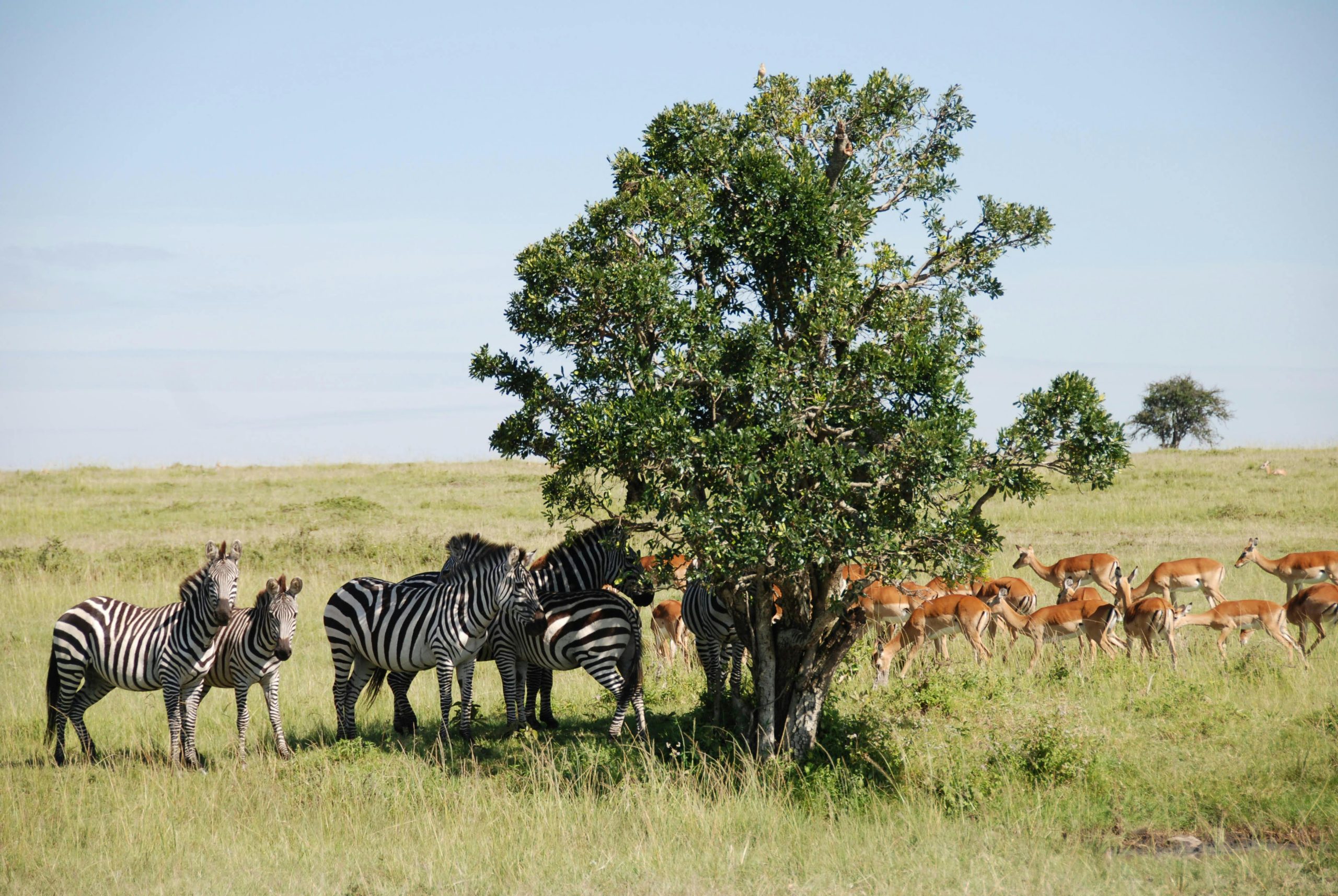 Aktive Safaris | Kenya safaris, East Africa Tour Operators, Mombasa Safaris, Nairobi Safaris