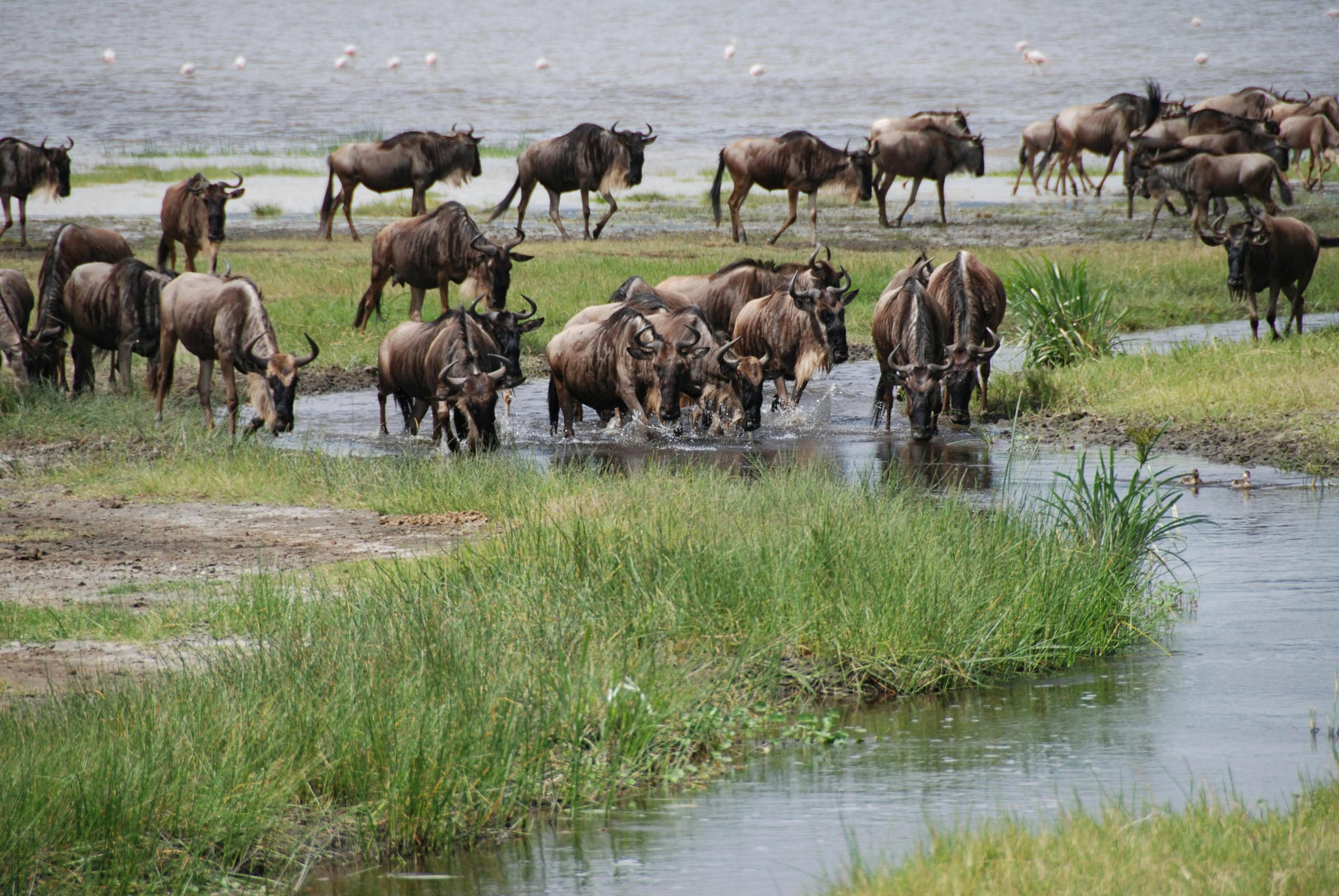 Aktive Safaris | Kenya safaris, East Africa Tour Operators, Mombasa Safaris, Nairobi Safaris