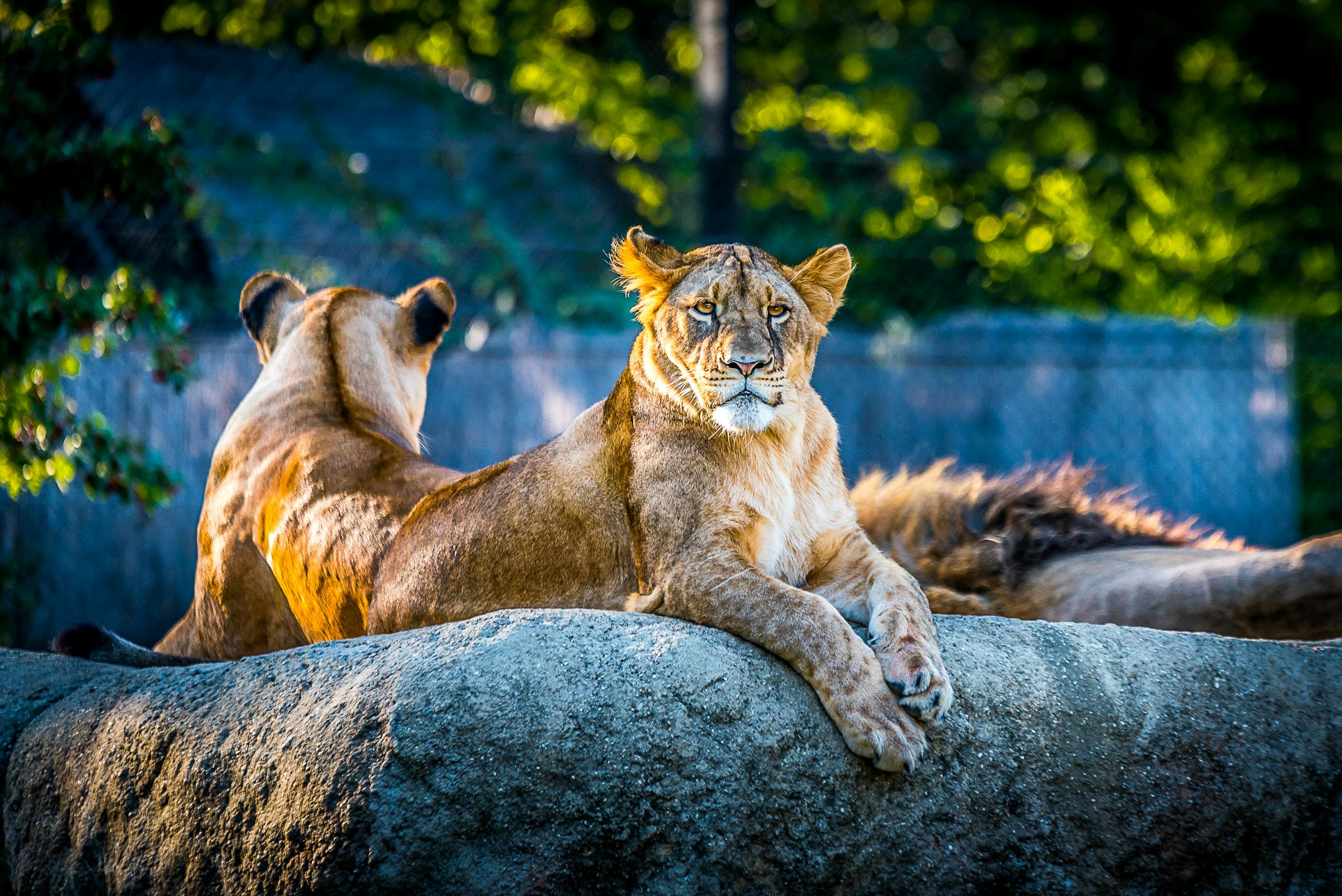 Aktive Safaris | Kenya safaris, East Africa Tour Operators, Mombasa Safaris, Nairobi Safaris