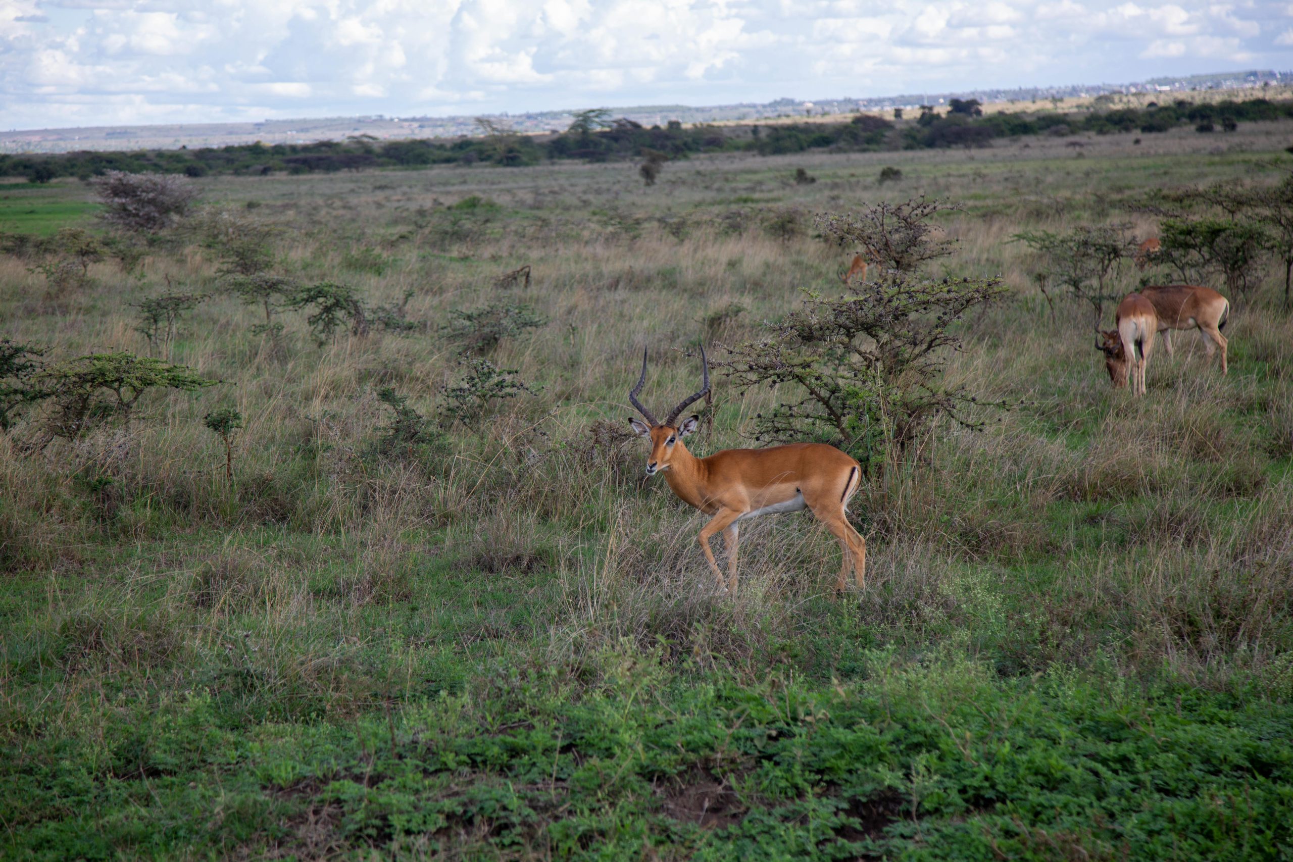 Aktive Safaris | Kenya safaris, East Africa Tour Operators, Mombasa Safaris, Nairobi Safaris