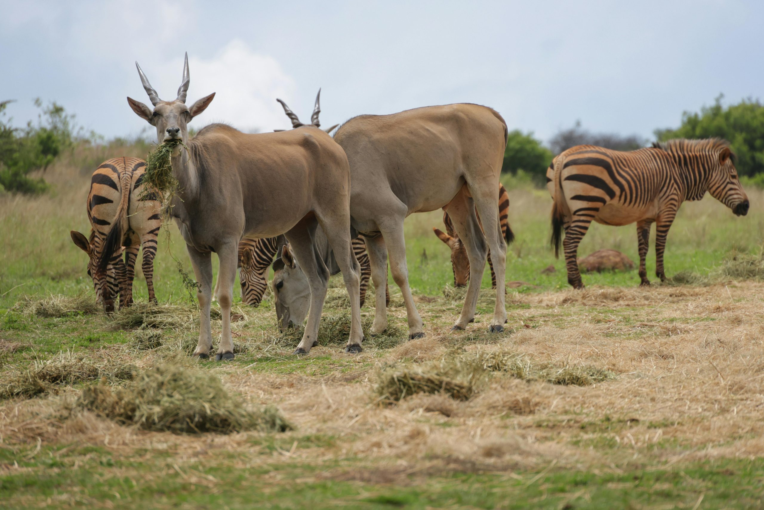 Aktive Safaris | Kenya safaris, East Africa Tour Operators, Mombasa Safaris, Nairobi Safaris