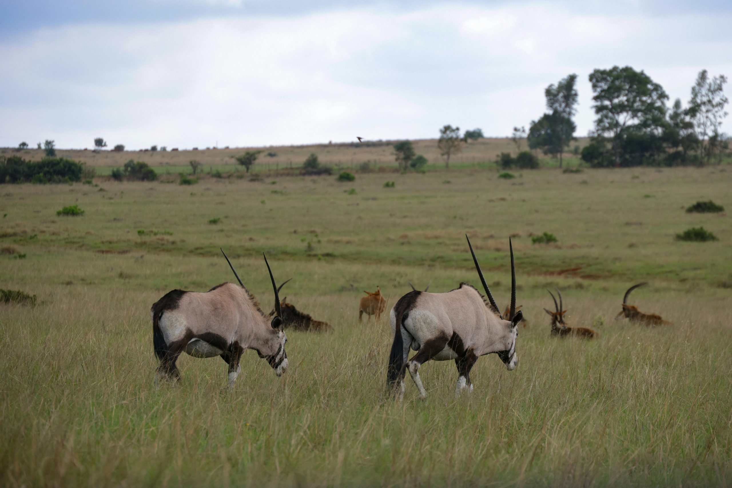 Aktive Safaris | Kenya safaris, East Africa Tour Operators, Mombasa Safaris, Nairobi Safaris