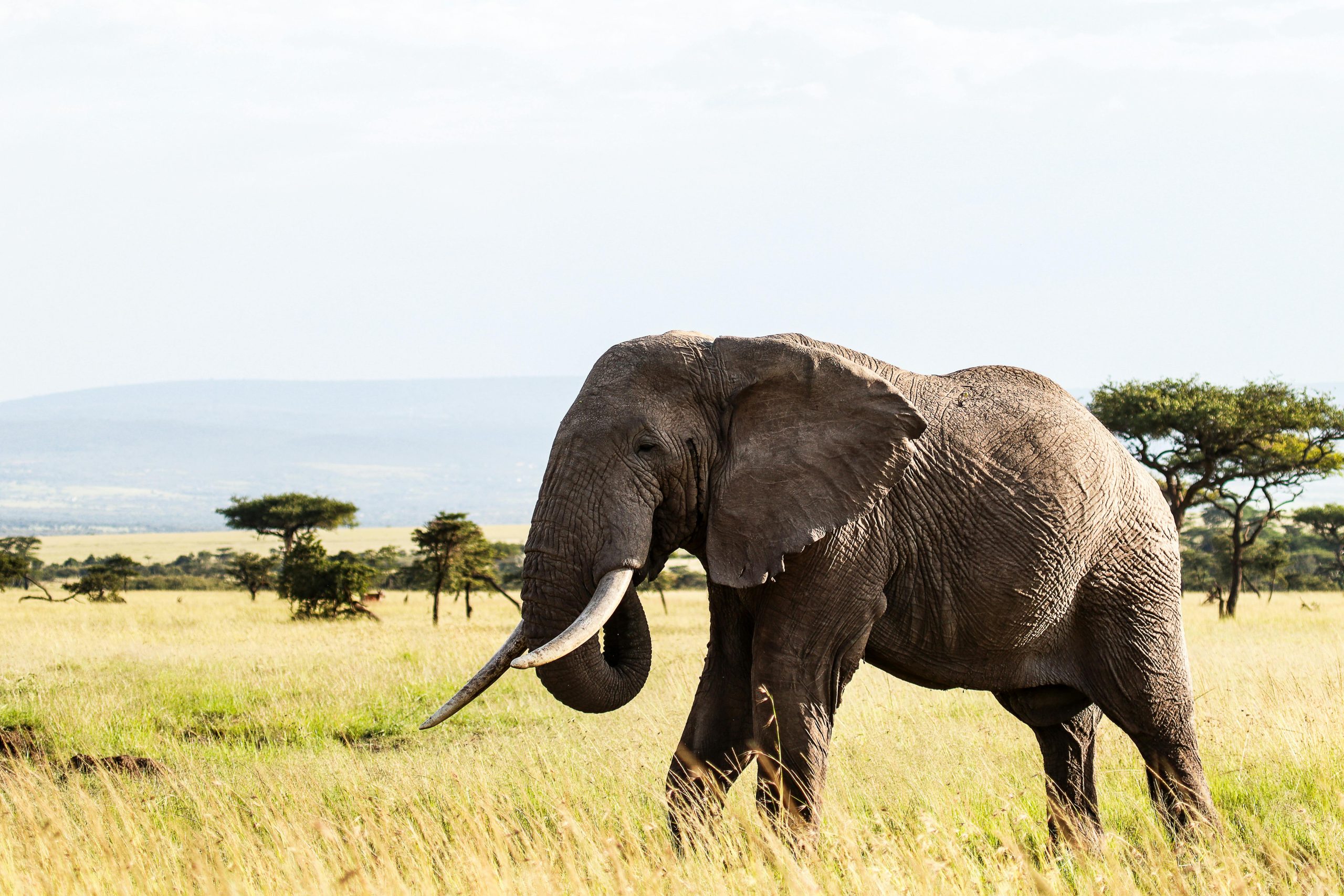 Aktive Safaris | Kenya safaris, East Africa Tour Operators, Mombasa Safaris, Nairobi Safaris