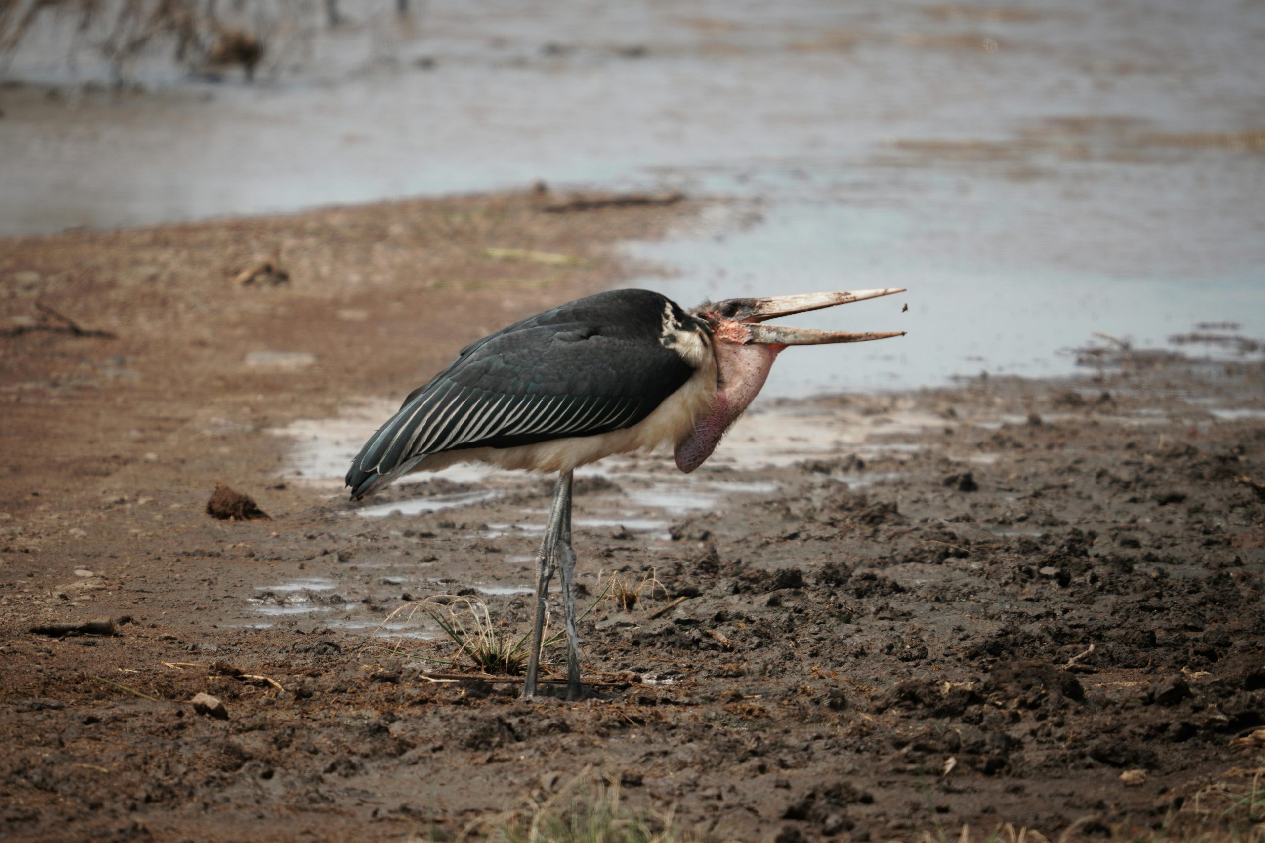 Aktive Safaris | Kenya safaris, East Africa Tour Operators, Mombasa Safaris, Nairobi Safaris