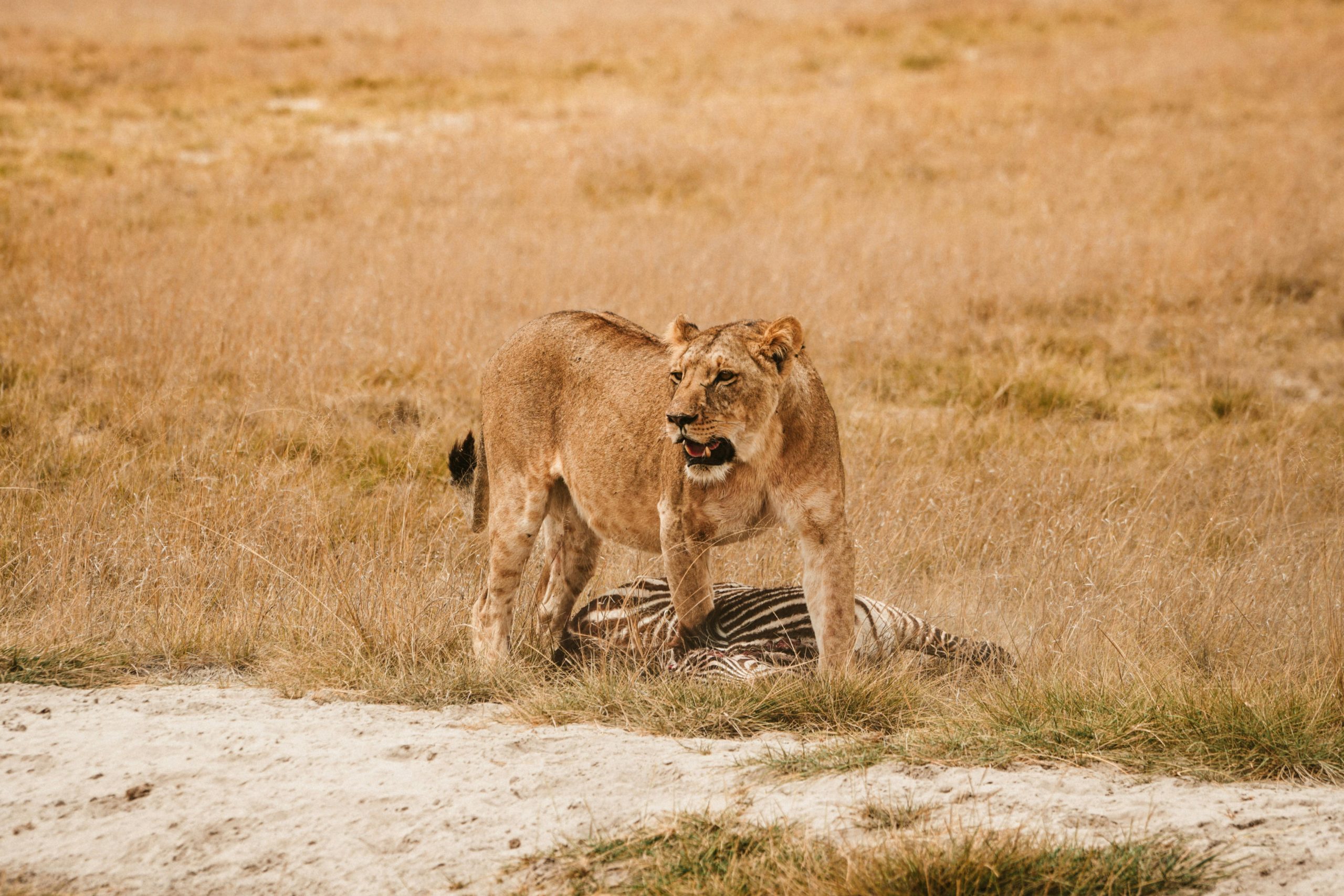 Aktive Safaris | Kenya safaris, East Africa Tour Operators, Mombasa Safaris, Nairobi Safaris