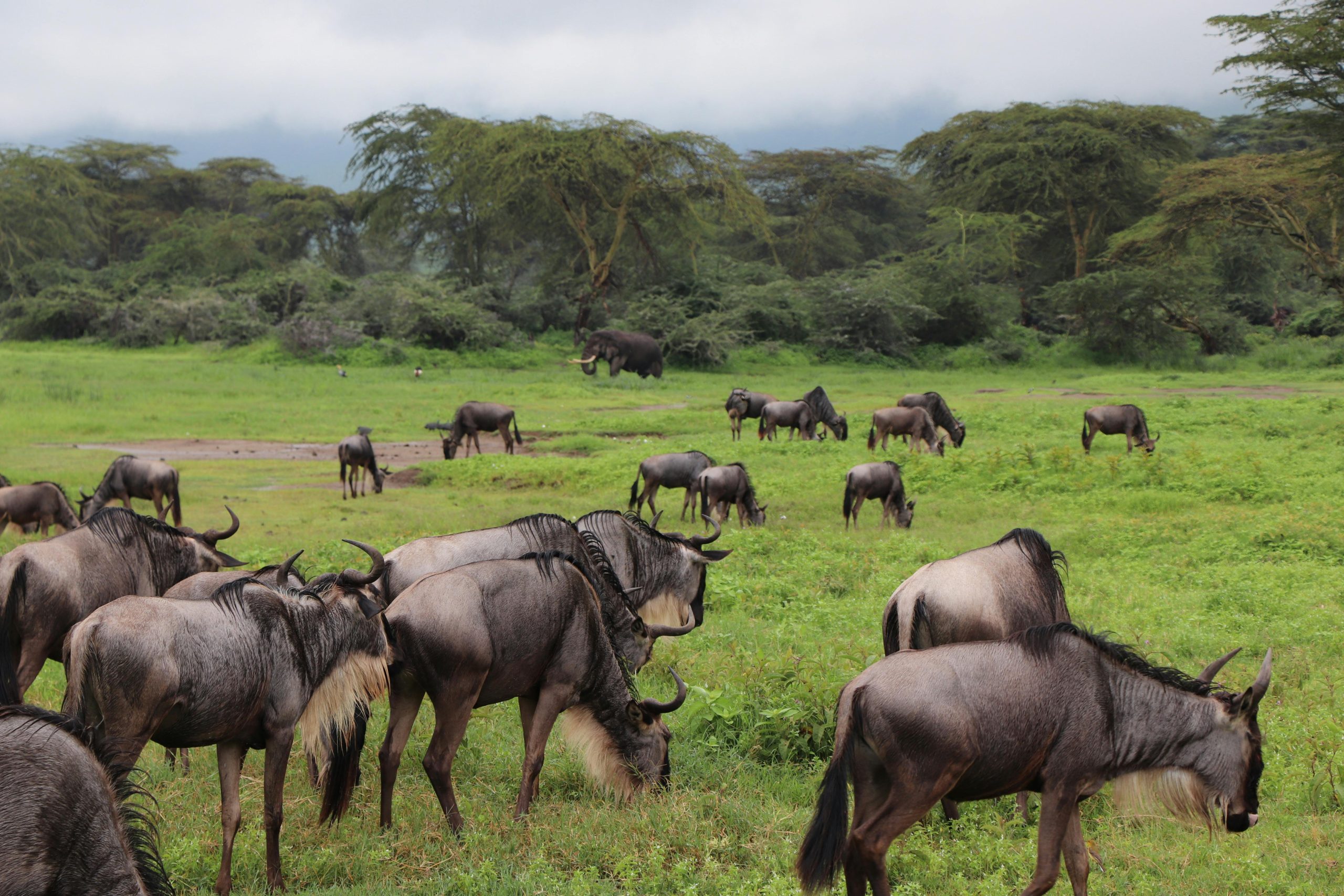 Aktive Safaris | Kenya safaris, East Africa Tour Operators, Mombasa Safaris, Nairobi Safaris
