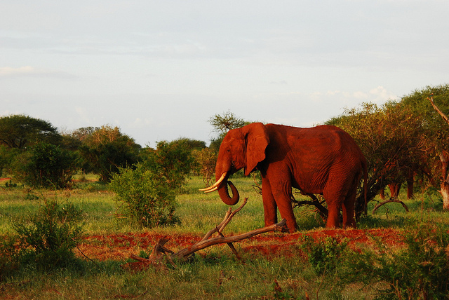 Aktive Safaris | Kenya safaris, East Africa Tour Operators, Mombasa Safaris, Nairobi Safaris