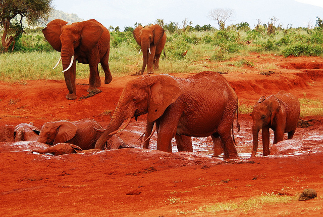 Aktive Safaris | Kenya safaris, East Africa Tour Operators, Mombasa Safaris, Nairobi Safaris