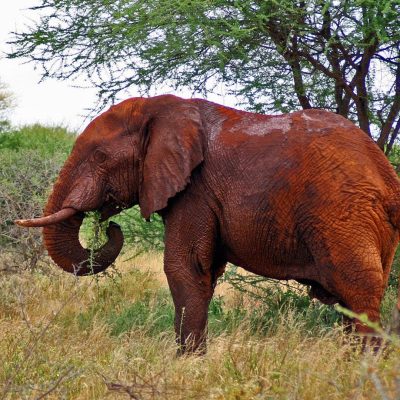red_elephant