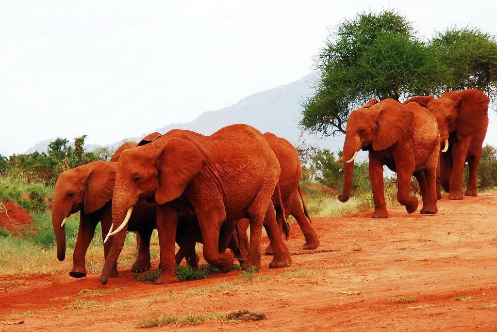 Aktive Safaris | Kenya safaris, East Africa Tour Operators, Mombasa Safaris, Nairobi Safaris