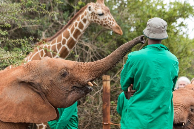 Aktive Safaris | Kenya safaris, East Africa Tour Operators, Mombasa Safaris, Nairobi Safaris