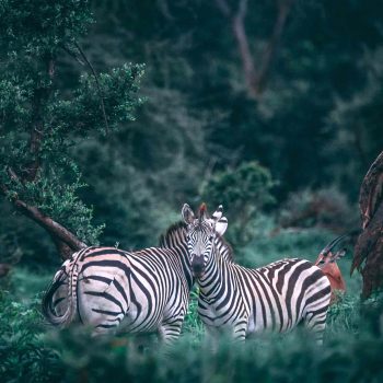 zebra-tanzania