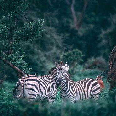 zebra-tanzania